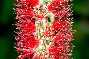 Closeup of red bottlebrush flower