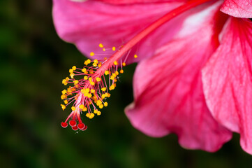 Closeup of hibiscus pollen
