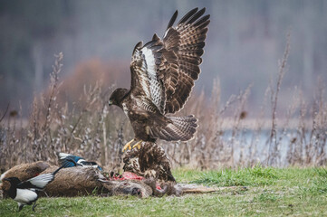 Mäusebussard am Luderplatz