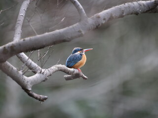 野鳥の宝石と言われているカワセミの写真