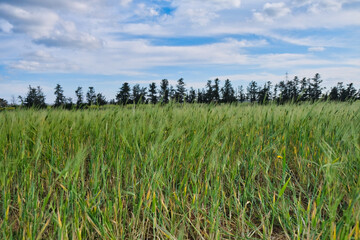 Field of green wheat with tree background and cloudy sky