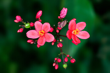 Beautiful pink flowers and buds on a plant