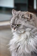 Cat © Thomas