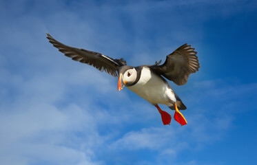 Close up of an Atlantic puffin in flight