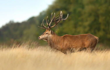Close up of a red deer stag standing in a field of grass