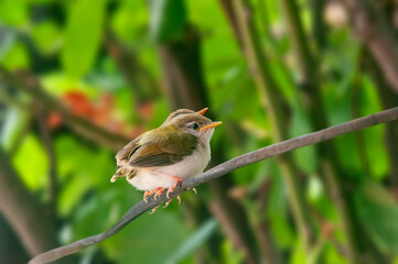 Pair of common tailorbird's chicks on a tree branch