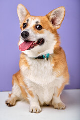 Portrait of beautiful cute corgi dog, funny happy puppy looking at side, with opened mouth showing tongue. copy space and place for text on purple studio background. Lovely pet, small doggy.