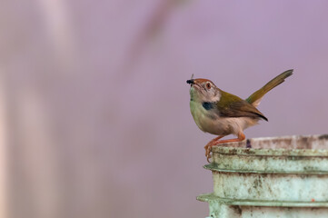 Common tailorbird with housefly in its beak