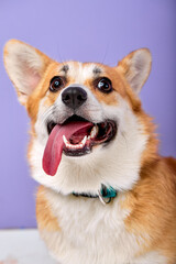 Portrait of funny breed welsh corgi dog pembroke smiling with tongue on purple background. beautiful adult dog with red fur looking at side with interest, wondering, copy space