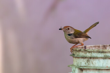 Common tailorbird with housefly in its beak