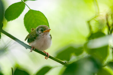 Common tailorbird chick on a tree branch