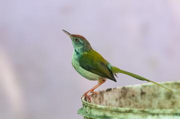Common tailorbird is sitting on a bucket