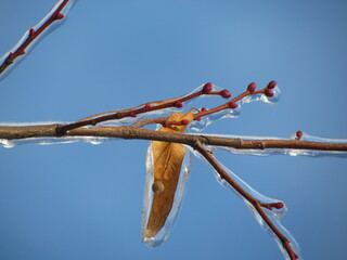 Icy winter plants