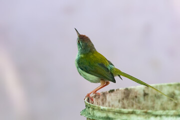 Common tailorbird is sitting on a bucket