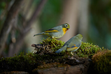Red billed leiothrix, Leiothrix lutea, Sattal, Nainital, Uttarakhand, India