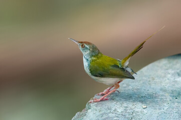 Common tailorbird is sitting on a wall