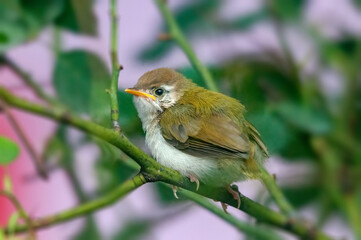 Common tailorbird is sitting on a tree perch