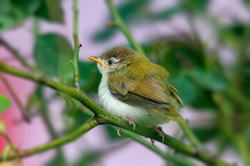 Common tailorbird is sitting on a tree perch