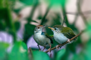 Common tailorbird with chick is sitting on a tree