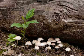 Small, white mushrooms under the tree trunk