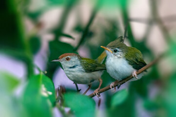 Common tailorbird with chick is sitting on a tree