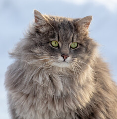 Portrait of a cat in the snow