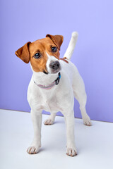pretty beautiful dog puppy jack russell terrier want to play, need attention, isolated on purple studio background. portrait copy space for advertisement. animals, pets, dogs concept