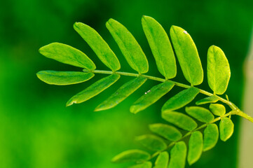 Green leaves showing beautiful pattern