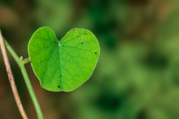 Heart shaped green leaf on a plant