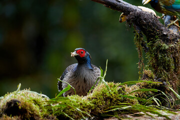 Khaleej Pheasant Sattal, Nainital, Uttarakhand, India