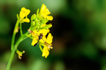 Fly is sitting on flowers