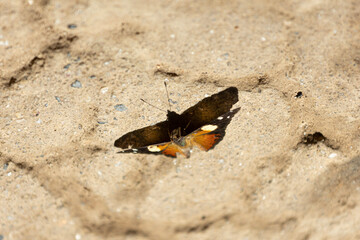butterfly on the sand