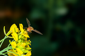 Bee is sucking nectar from mustard flowers