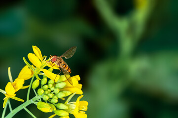 Bee is sucking nectar from mustard flowers