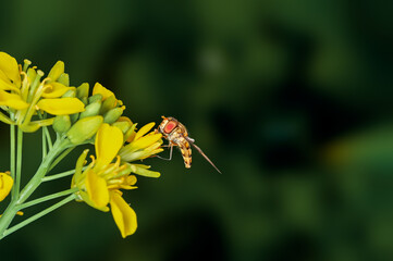 Bee is sucking nectar from mustard flowers