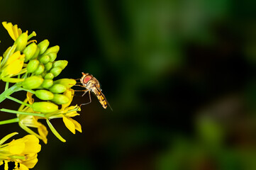Bee is sucking nectar from mustard flowers