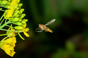 Bee is hovering on mustard flowers