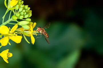 Bee is sucking nectar from mustard flowers