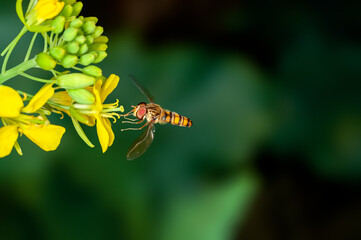 Bee is sucking nectar from mustard flowers