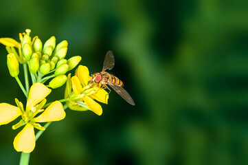 Bee is sucking nectar from mustard flowers