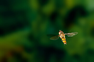 Bee is hovering in green