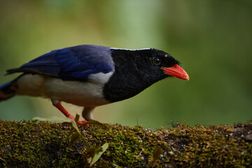 Obraz premium Red Billed Blue Magpie -Urocissa erythroryncha, Sattal, Uttarakhand, India