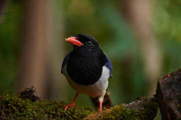 Red Billed Blue Magpie -Urocissa erythroryncha, Sattal, Uttarakhand, India