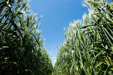 A young plantation of green wheat field on a blue sky