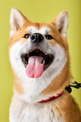 Close-up Portrait of cute young Akita inu dog standing isolated in studio on green background. Happy japanese shiba inu dog, copy space. pets, animals concept