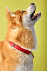 Cute pedigreed Akita Shiba inu Breed Dog Standing on Isolated Green Background, Side view, Pet Looking Up With Interested Curious Facial Expression. Copy space