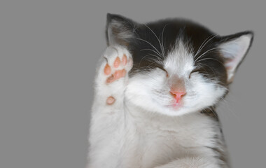 Hello! Adorable kitten squinted paw raised in greeting. Black and white cat isolated on gray background.