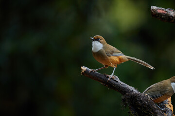 White Throated Laughing Thrush, Nainital, Uttarakhand, India