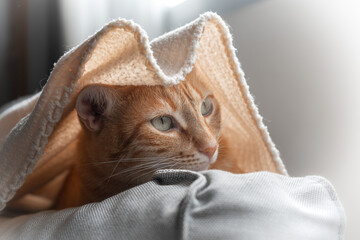 close up. brown tabby cat with green eyes hides into a blanket