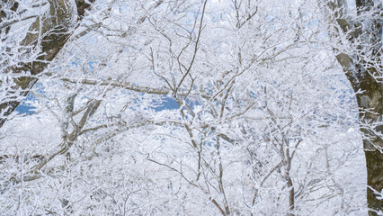 snow covered trees
